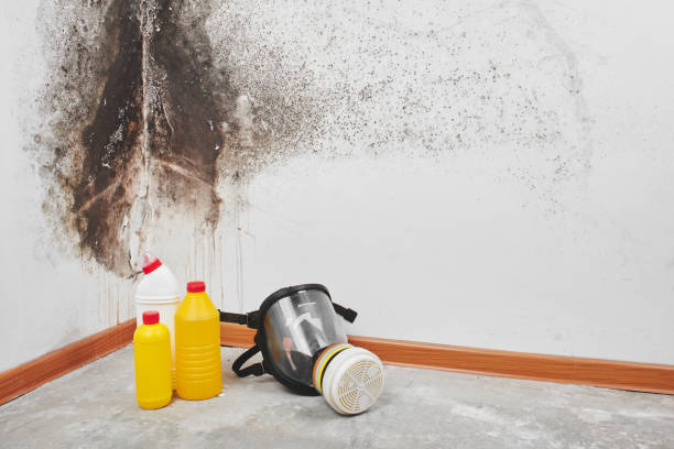 Mold Testing and Removal in Fairview Heights, IL