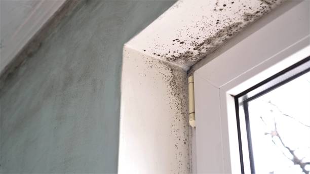 Best Toxic Mold Removal  in Fairview Heights, IL