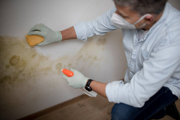 Best Commercial Mold Removal  in Fairview Heights, IL