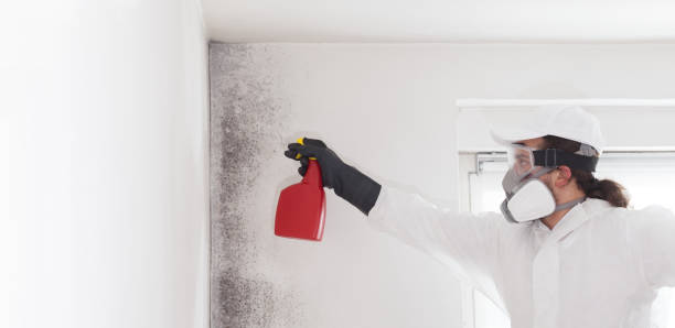 Crawl Space Mold Removal in Fairview Heights, IL