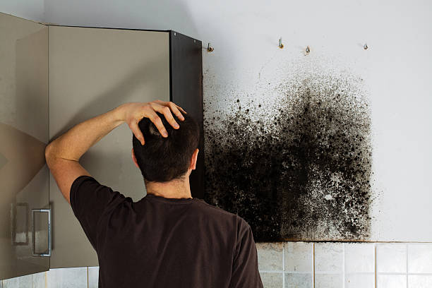 Trusted Fairview Heights, IL Mold Removal Experts