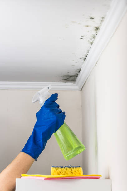 Best Attic Mold Removal  in Fairview Heights, IL