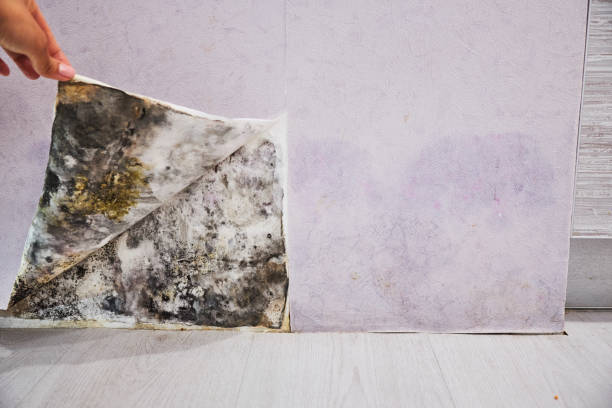 Best Local Mold Removal Service  in Fairview Heights, IL